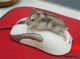 MouseHump-